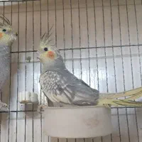 عروس هلندی  لوتینو گل باقالی سینامون|پرنده|آبدانان, |دیوار