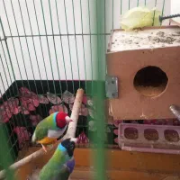 فنچ گلدین|پرنده|ری, شهرک نظامی|دیوار