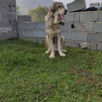 توله پژدر|سگ|چابکسر, |دیوار