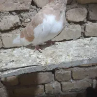 چپ زد|پرنده|شیراز, قلات|دیوار