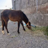 کره ۵ماهه مادیون