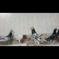 15عدد کبوتر سار کاکلی
