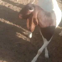 کولار دورگ پاکستانی درجه یک
