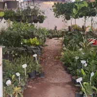 حراج گل بدلیل تغییرات