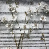 پرد زبرا گلدار