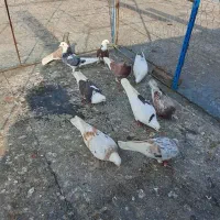 پرنده بالاگیر