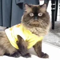 گربه هیمالین پرشین