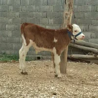 سیمینتال امریکایی کیفیت بالا