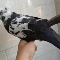 کفتر مخصوص پرش جفت هستن