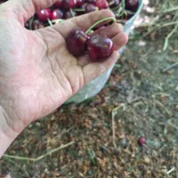گیلاس تکدانه فشند