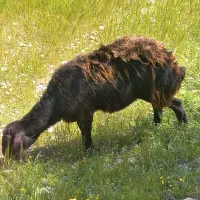 گوسفند فروشی