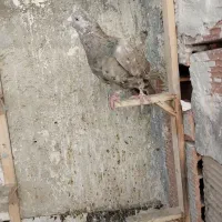 کفتر .کبوتر سار شکلاتی نر