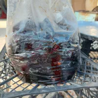 خرما نرم و شیره دار|خوردنی و آشامیدنی|خمیر, |دیوار