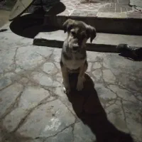 رایگان سگ عراقی