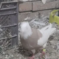 فروش طوقی وپلاکی|پرنده|دره شهر, |دیوار