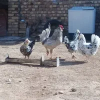 مرغ و خروس گلین