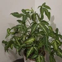 گل بسیار بزرگ و سرحال