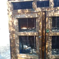 قفس چوبی و درب کبوتر|لوازم جانبی حیوانات|برازجان, |دیوار