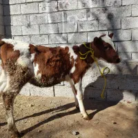 گاوشیری|حیوانات مزرعه|مشگین شهر, |دیوار