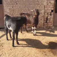 دو عدد کَل افغان مناسب برای داشت|حیوانات مزرعه|آران و بیدگل, |دیوار