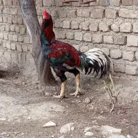 خروس لاری ریش|پرنده|مینودشت, |دیوار