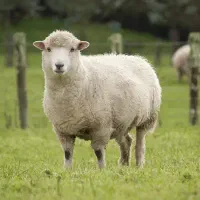 دام زنده شبانه روزی با قصابان مجرب کل تهران