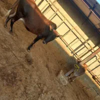 فروش گاو و گوساله|حیوانات مزرعه|دهدشت, |دیوار