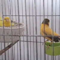 3 جفت قناری مولد با جوجه