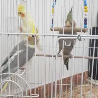 عروس هلندی|پرنده|لنگرود, |دیوار