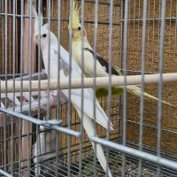 فروش عروس هلندی مولد در جم|پرنده|جم, |دیوار