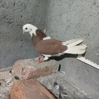 کبوتر شازده ماده مهر اویناق