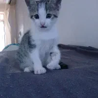 بچه گربه پسر غذا خور واگذاری رایگان