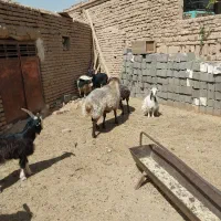 قوچ داشتی  فروشی|حیوانات مزرعه|قرچک, قشلاق جیتو|دیوار