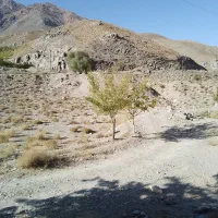 باغ فروشی|فروش دفتر صنعتی، کشاورزی، تجاری|کرمان, |دیوار