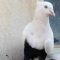 کفتر. دمبی مغلف