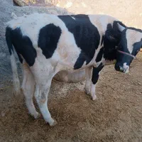 گوساله نر