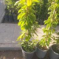 خرید بدون واسطه انواع ارقام نهال با کیفیت|خدمات باغبانی و درختکاری|اصفهان, باغ فردوس|دیوار