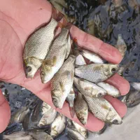 کپور ۴،۵ گرم و آمور