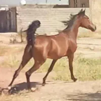اسب درهشوری|اسب و تجهیزات اسب‌سواری|شیراز, شهرک صنعتی شیراز|دیوار