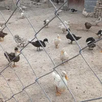 اردک