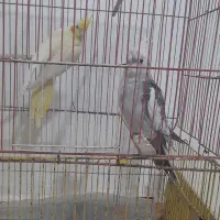 عروس هلندی با جوجه