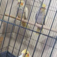 عروس هلندی سخنگو لوتیونو اهویی و البینو