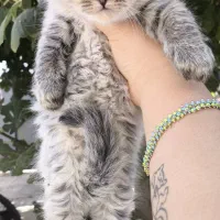 توله گربه نژاددار