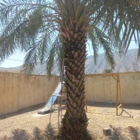 برش نخل ودرختان