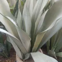 فروش انواع گلهای سانسوریا