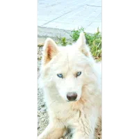 هاسکی|سگ|مراغه, |دیوار