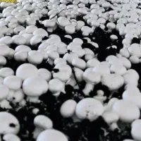 مشاوره وتاسیس سالن‌های قارچ برادران رضایی