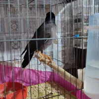 مرغ مینا نر|پرنده|اقبالیه, |دیوار