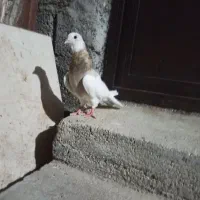 طوقی|پرنده|مهر, |دیوار