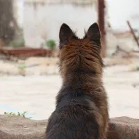 واگذاری سگ ژرمن|سگ|گرگان, |دیوار